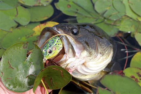 are frogs or fish better for water quality